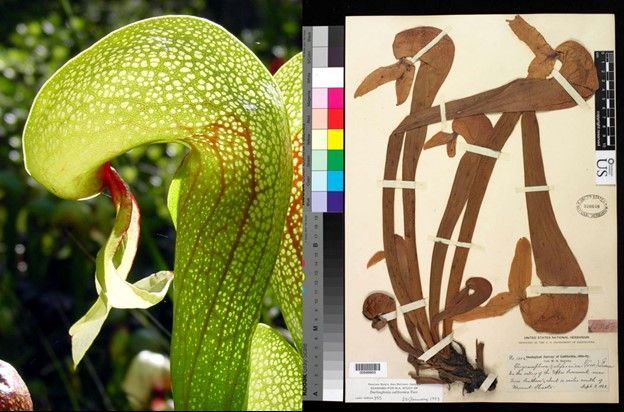 Green and red living cobra lily next to a brown dried cobra lily on cream colored paper from the National Museum of Natural History's collection for comparison.